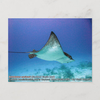 Aetobatus narinari (Spoted Eagle Ray) Vykort