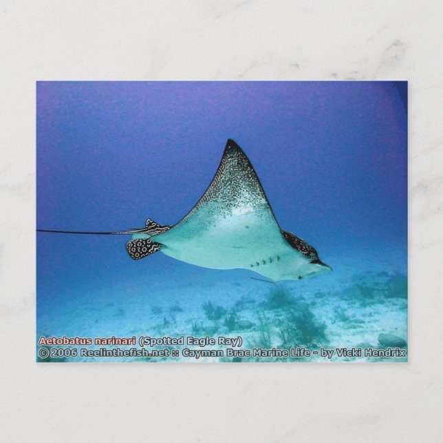 Aetobatus narinari (Spoted Eagle Ray) Vykort (Framsida)