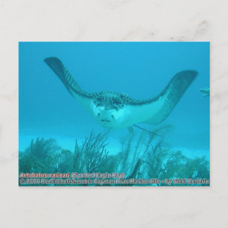 Aetobatus narinari (Spoted Eagle Ray) Vykort
