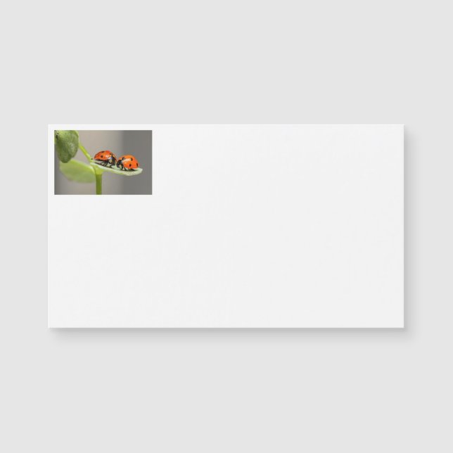 Affärskort för nyckelpigor (Framsida)