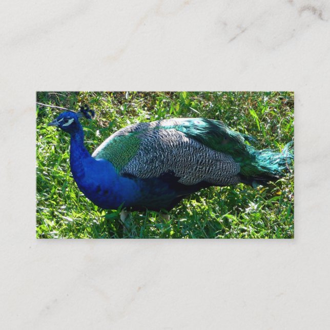 Affärskort för sällskapsdjur visitkort (Framsida)