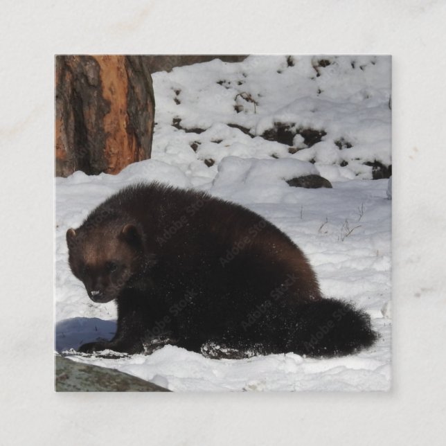 Affärskort Fyrkantigt Visitkort (Framsida)