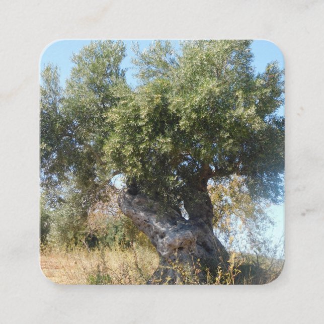 Affärskort gamla träd-design stil fyrkantigt visitkort (Framsida)