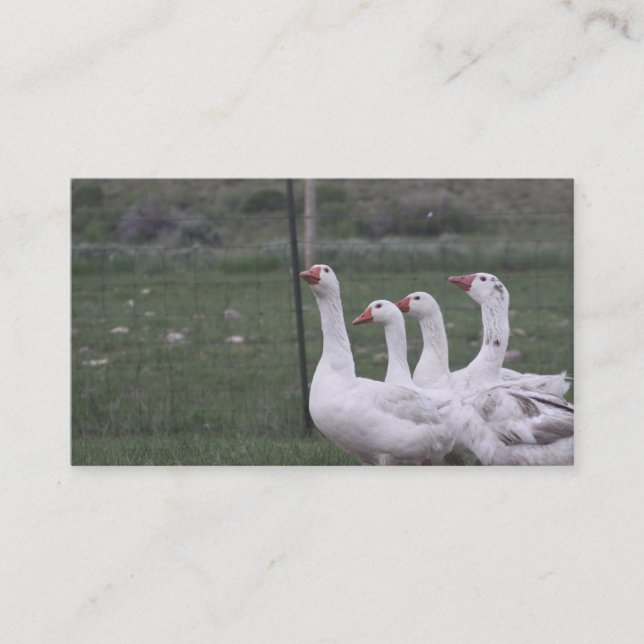 Affärskorten anka visitkort (Framsida)