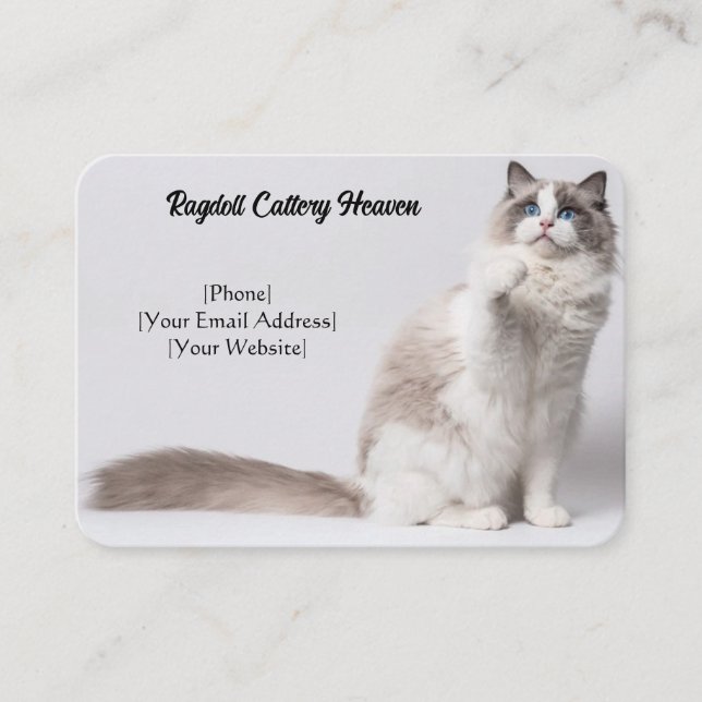 Affärskortet anpassade Ragdoll Cattery  Visitkort (Framsida)