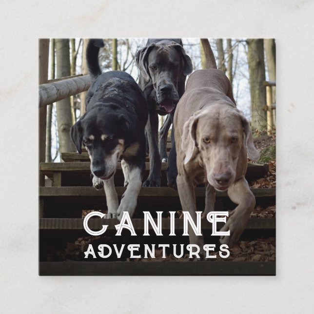 Affärskortet Dog Walker och Hund Äventyr Square Fyrkantigt Visitkort (Framsida)