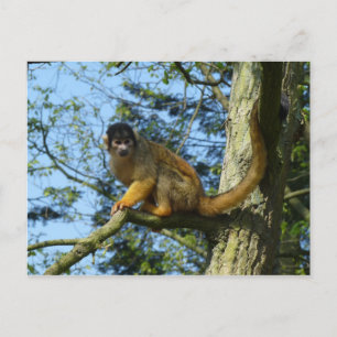 Affe Totenkopfäffchen sitz auf einem Baum Vykort