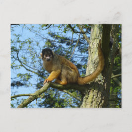 Affe Totenkopfäffchen sitz auf einem Baum Vykort