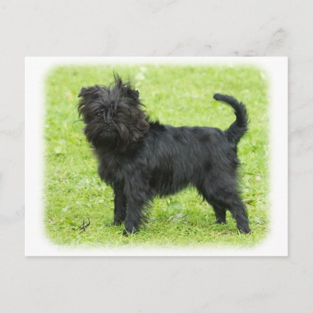 Affenpinscher 9R095D-090 Vykort (Framsida)