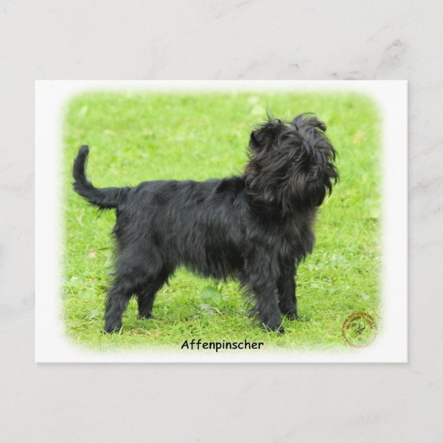 Affenpinscher 9R095D-093 Vykort (Framsida)
