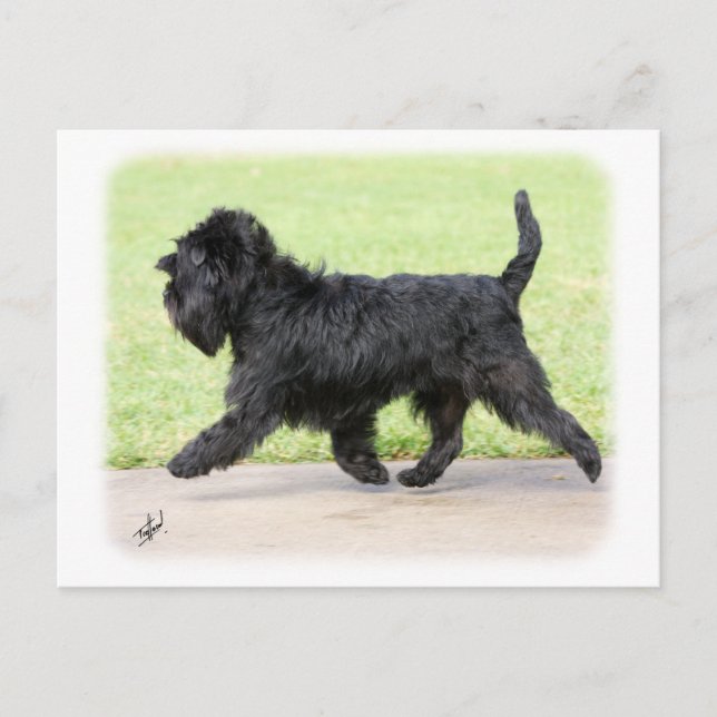 Affenpinscher 9Y516D-063 Vykort (Framsida)