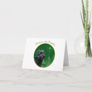 Affenpinscher Fred Kort