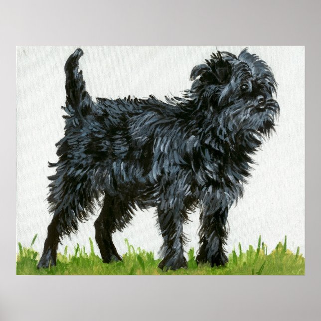 Affenpinscher Hund Porträtt Poster (Framsidan)