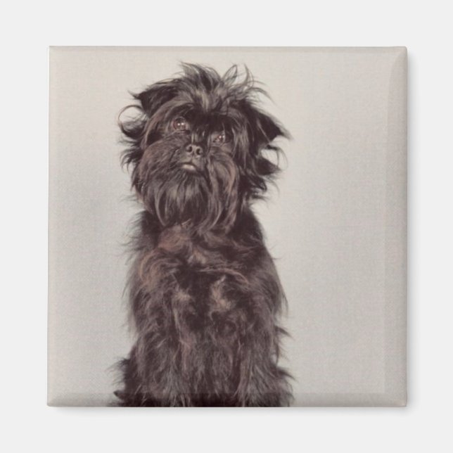 Affenpinscher Magnet (Framsidan)