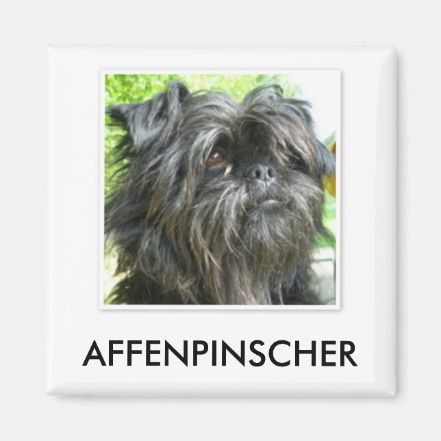 Affenpinscher Magnet (Framsidan)