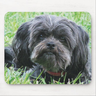 Affenpinscher Musmatta