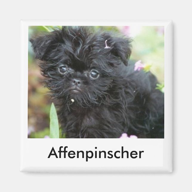 Affenpinscher Puppy Magnet (Framsidan)