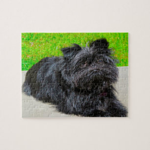 Affenpinscher Renrasig Hund. Pussel
