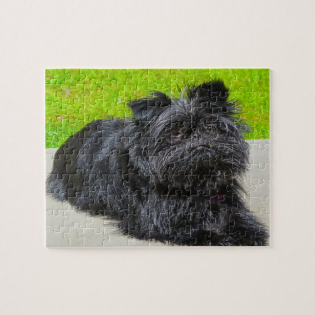 Affenpinscher Renrasig Hund. Pussel (Horisontell)
