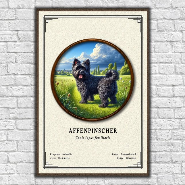 Affenpinscher Zoologisk Serie Poster (Skapare uppladdad)