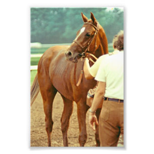 Affirmed Thoroughavlade Racehorse 1978 Fototryck