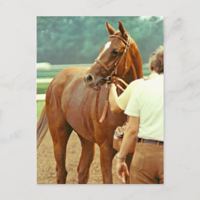 Affirmed Thoroughavlade Racehorse 1978 Vykort (Framsida)