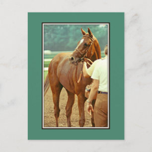 Affirmed Thoroughavlade Racehorse 1978 Vykort