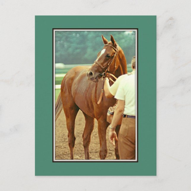 Affirmed Thoroughavlade Racehorse 1978 Vykort (Framsida)