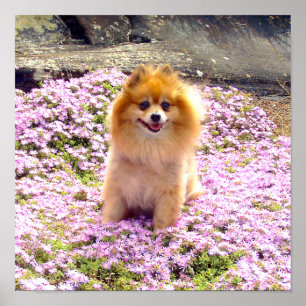 Affisch 12x12 Pomeranian Marley med rosa blommor