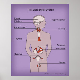 affisch 16x20 av Endocrinesystemet