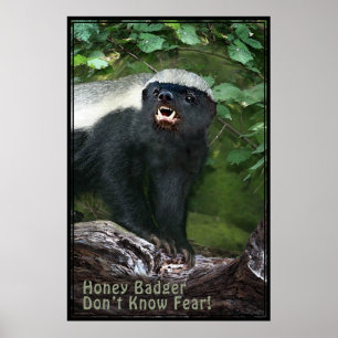 Affisch -40x60 för honey badger V2 - annat