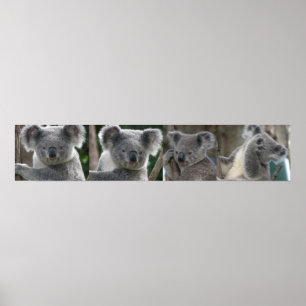 Affisch Adoptera en koala Australien