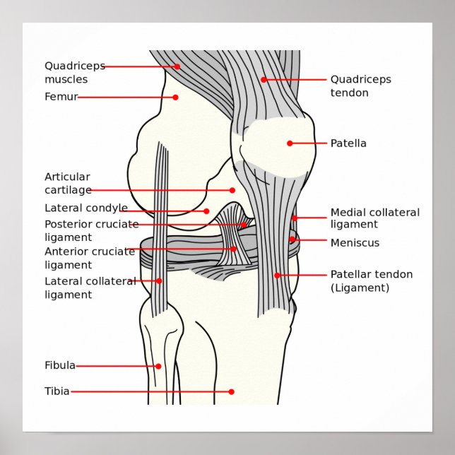 Affisch Anatomiskt diagram mänsklig höger knäled (Framsidan)