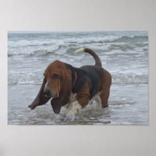 Affisch Basset Hound Vid Havet