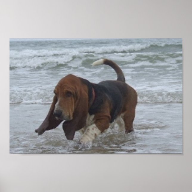 Affisch Basset Hound Vid Havet (Framsidan)