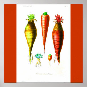 Affisch-Botanicals-Morot Poster