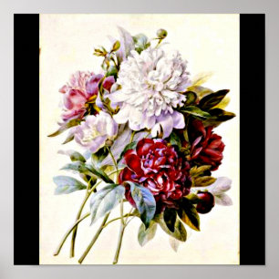 Affisch-Botanicals-Pierre Joseph Redoute 16 Poster