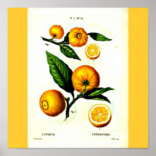 Affisch-Botanicals-Pierre Joseph Redoute 23 Poster