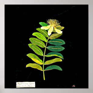 Affisch-Botaniska Konst-Mary Delany 13 Poster