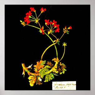 Affisch-Botaniska Konst-Mary Delany 22 Poster