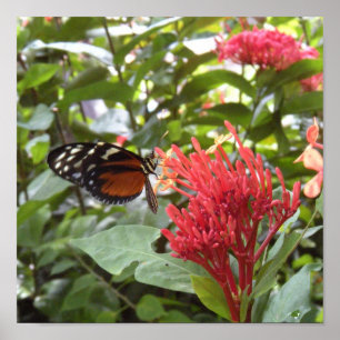affisch butterfly1