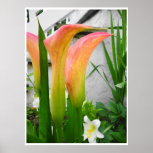 Affisch, Calla Lilior närbild, färgbakgrundsaltern Poster
