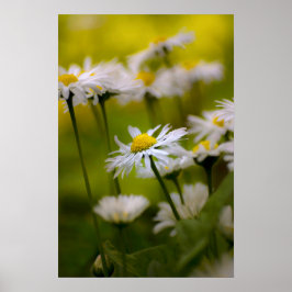 Affisch Daisies Photography