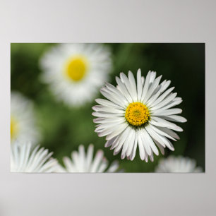 Affisch Daisy Blomma I Blom
