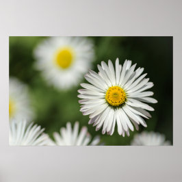 Affisch Daisy Blomma I Blom