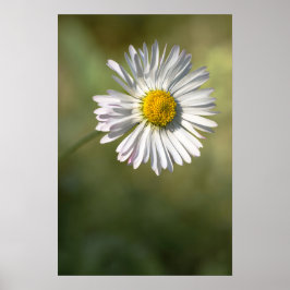 Affisch Daisy Blommig Naturfotografi