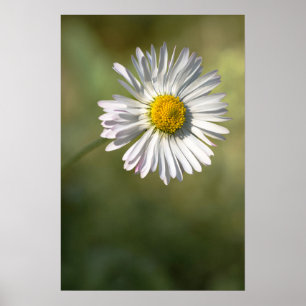 Affisch Daisy Blommig Naturfotografi