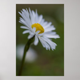 Affisch Daisy Blommig Naturfotografi