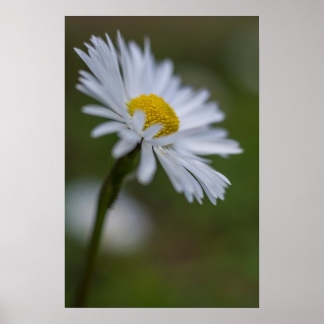 Affisch Daisy Blommig Naturfotografi (Framsidan)