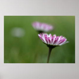 Affisch Daisy Elegans